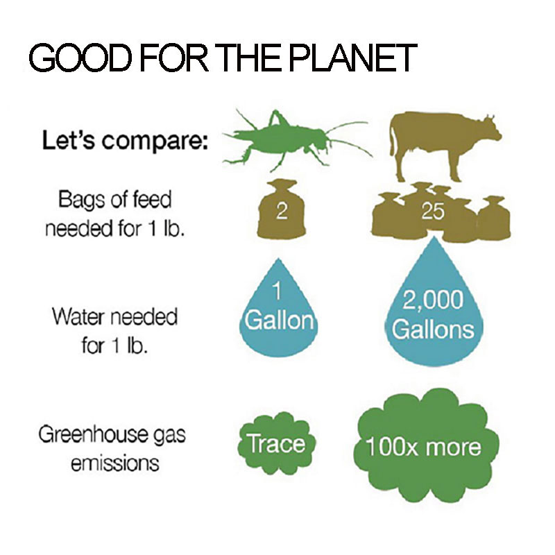 GOOD FOR THE PLANET | EntoStyle