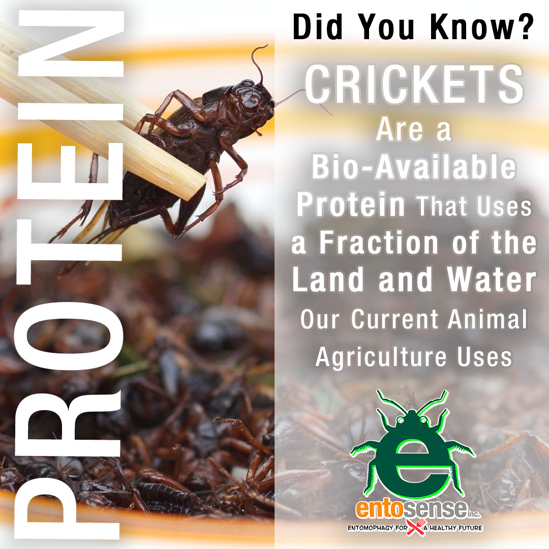 Cricket Protein